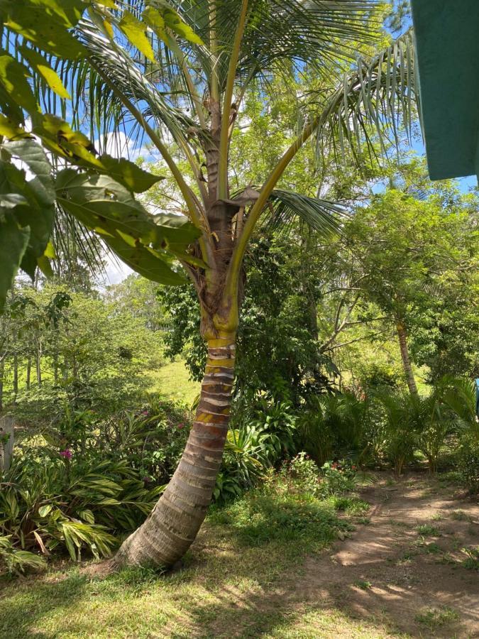 Haus Unter Palmen Villa Jarabacoa Buitenkant foto